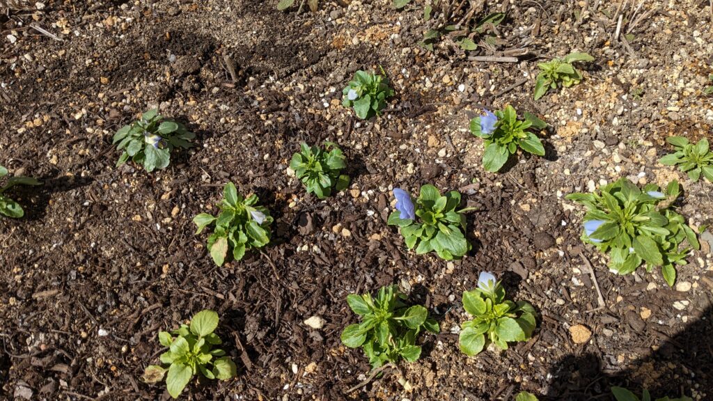 Seedlings that do not collapse under the snow