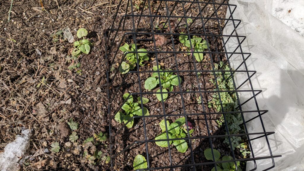 Seedlings that do not collapse under the snow