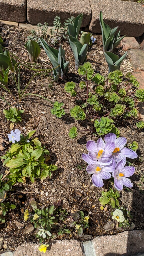 Late-blooming tulips, violas, and crocuses