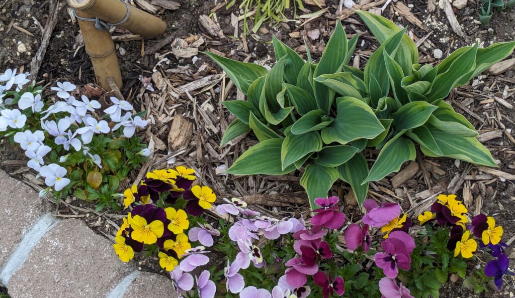 Viola in full bloom and hosta sprouts