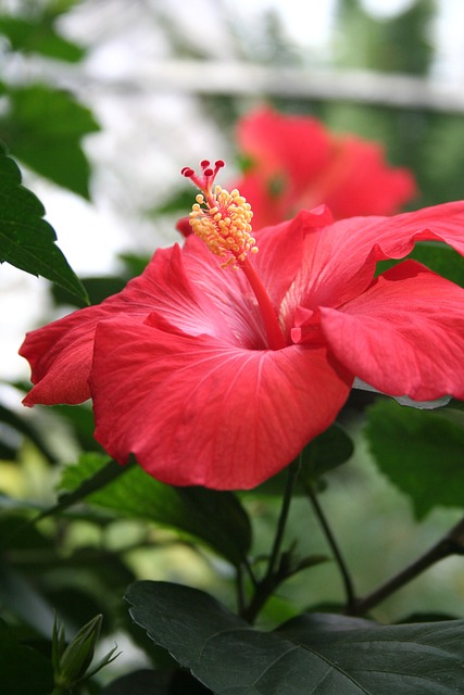 hibiscus