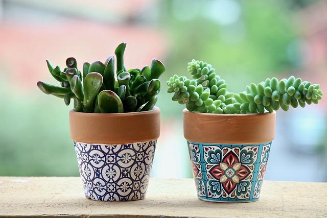 potted succulents