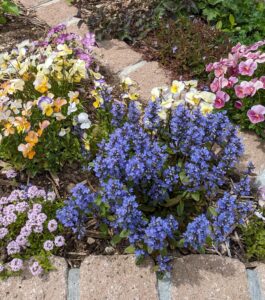 アジュガとクリーピングタイム、ビオラ