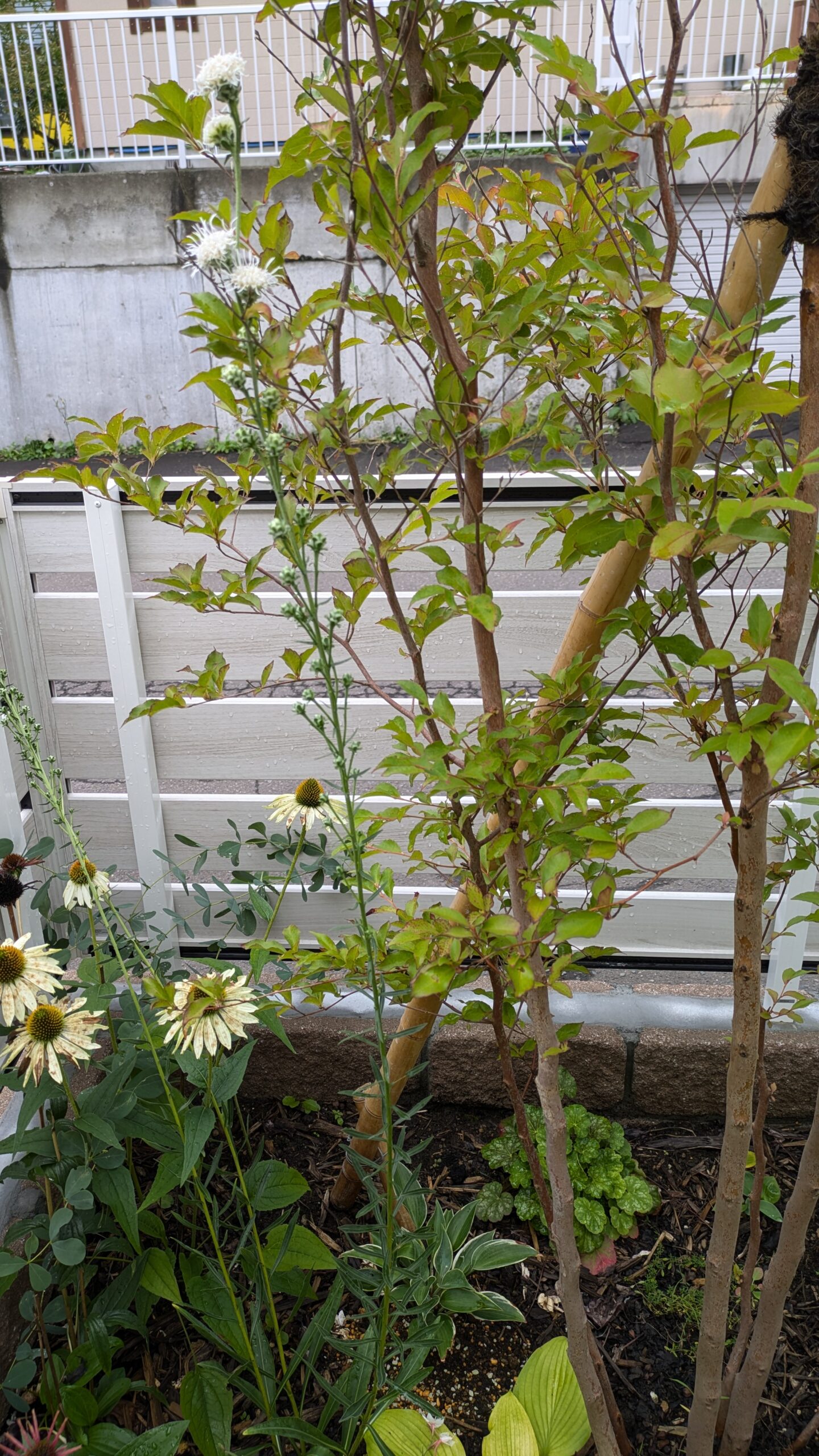 ヒメシャラ 2024年夏 エキナセアと一緒に