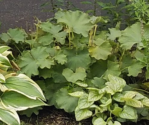 アルケミラ・モリス