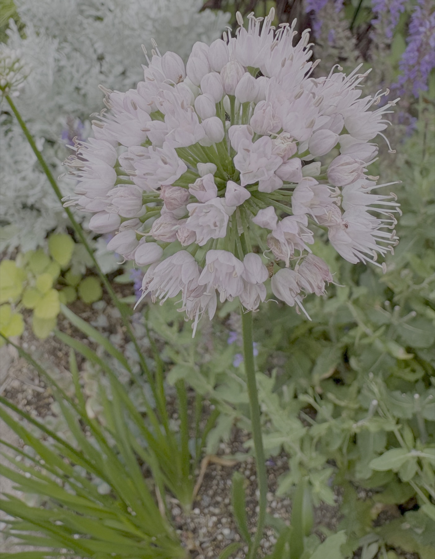アリウム サマービューティー