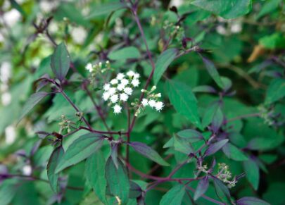 ユーパトリウム 'チョコレート'