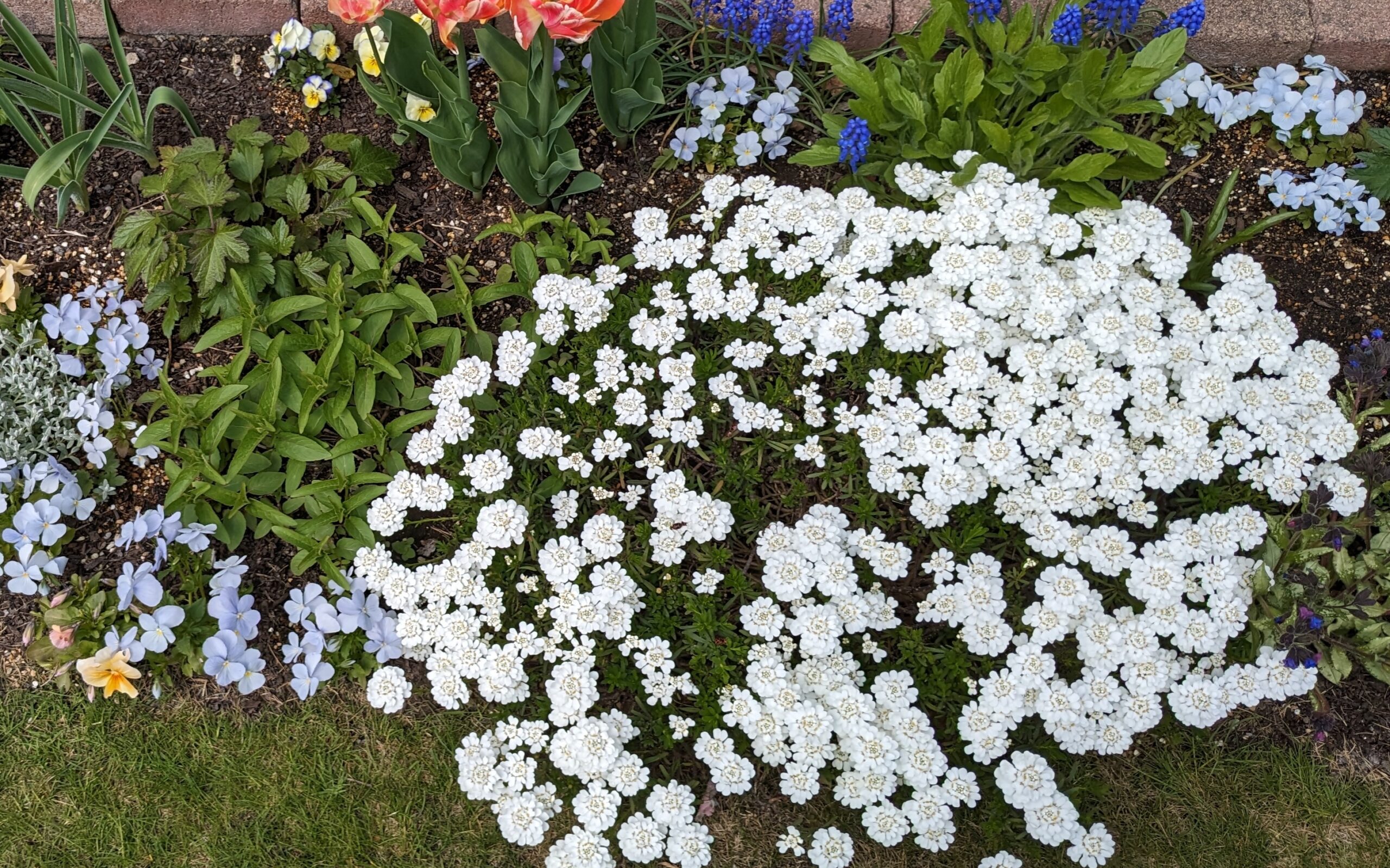 イベリス ブライダルブーケ
