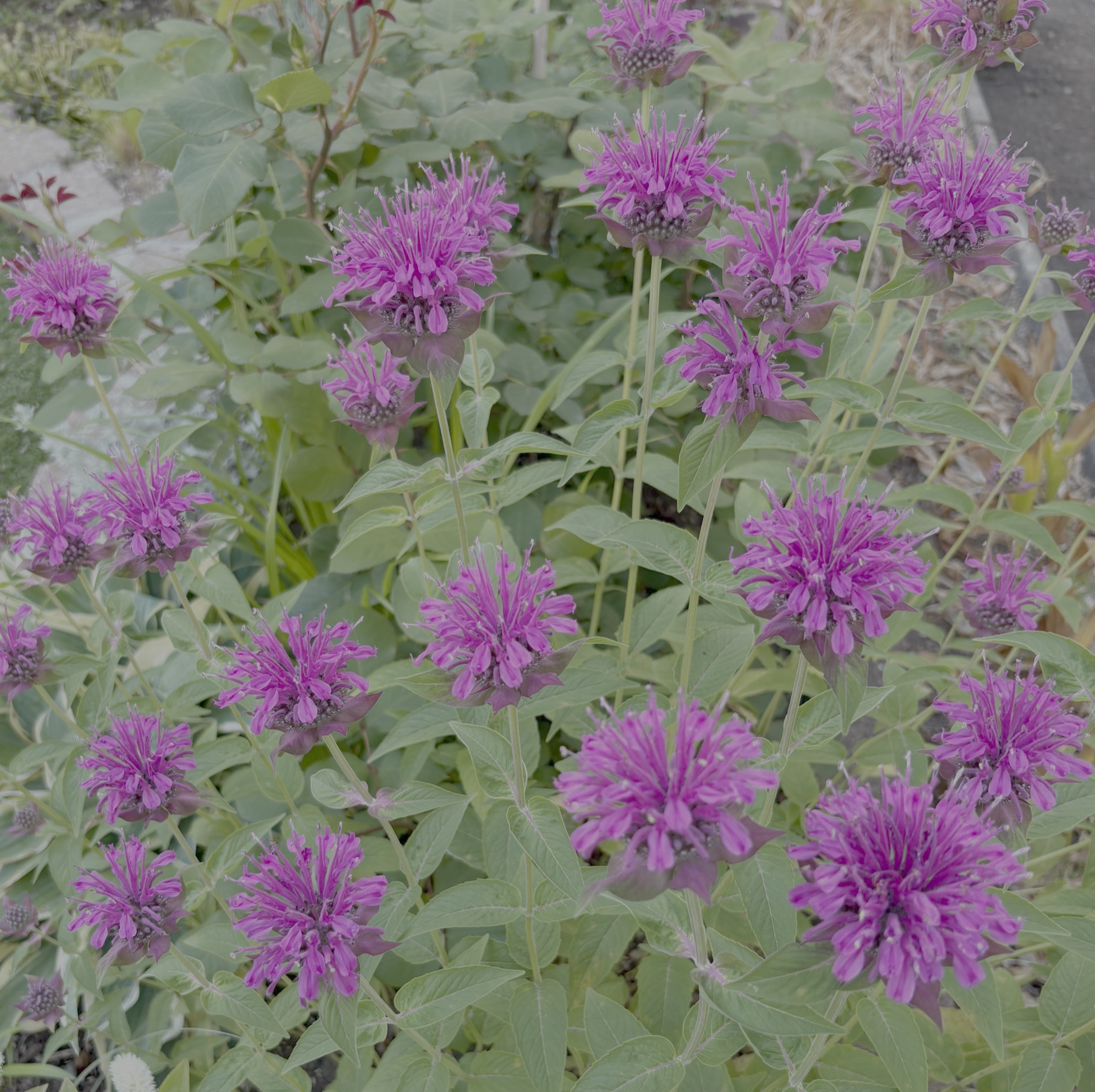 モナルダ ブライトパープル