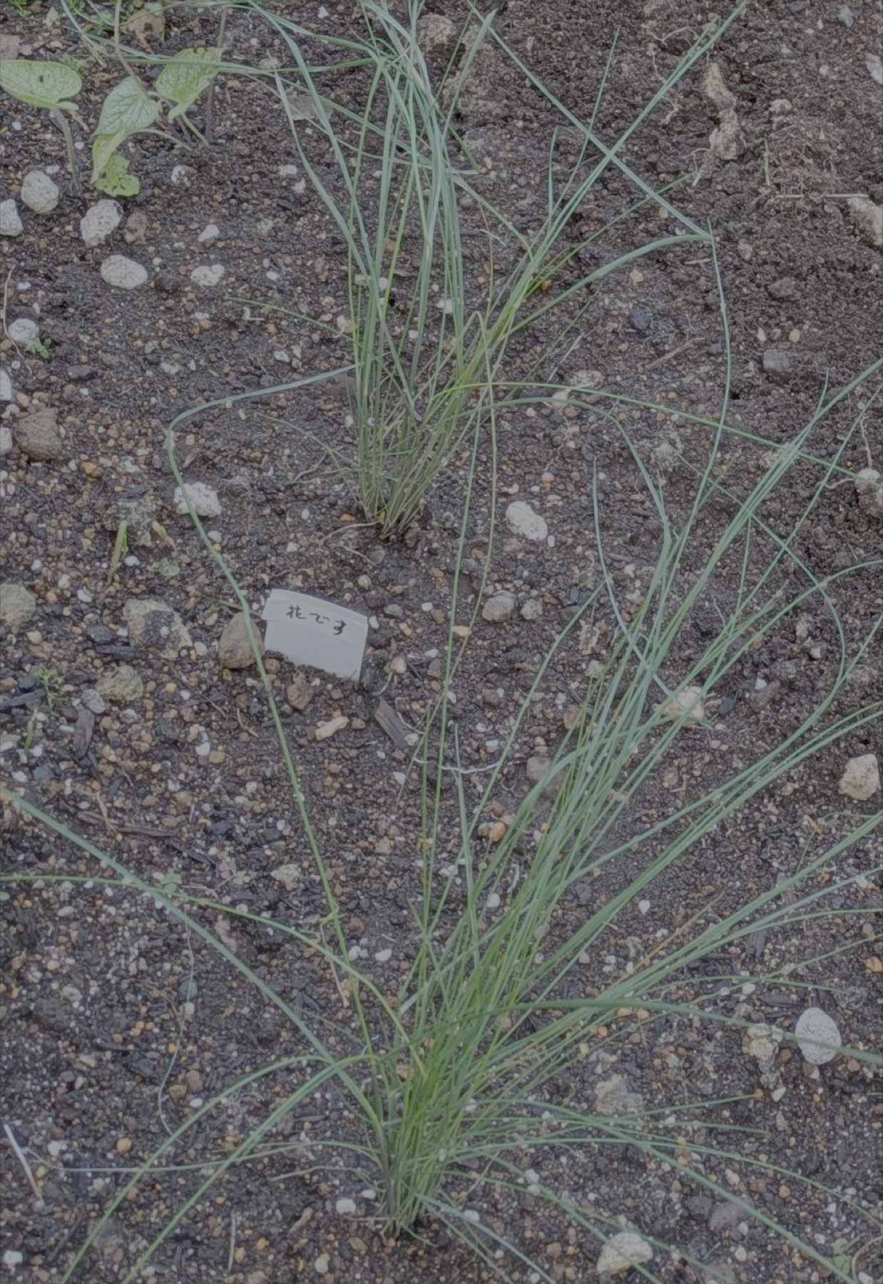 ミューレンベルギア カピラリス