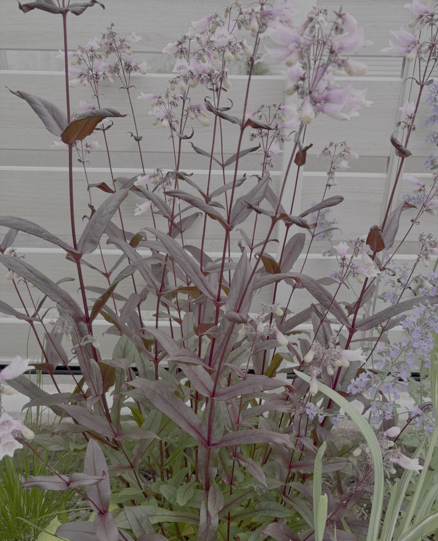 ペンステモン ダークタワー