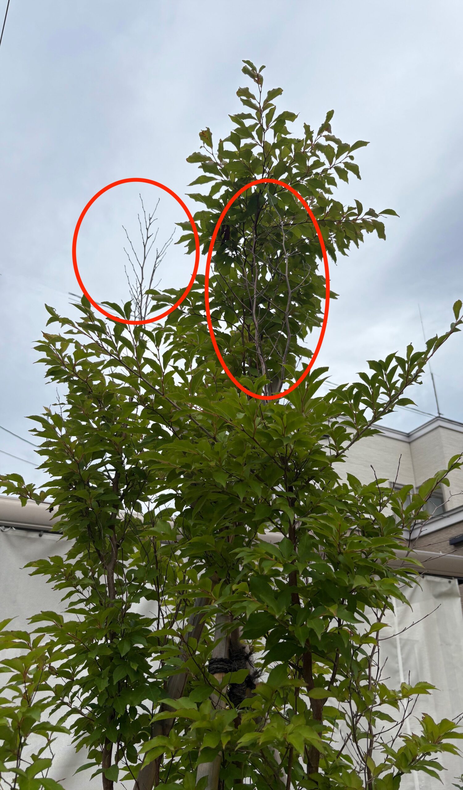 ヒメシャラ 枝先の枯れ 赤丸で印をつけた箇所