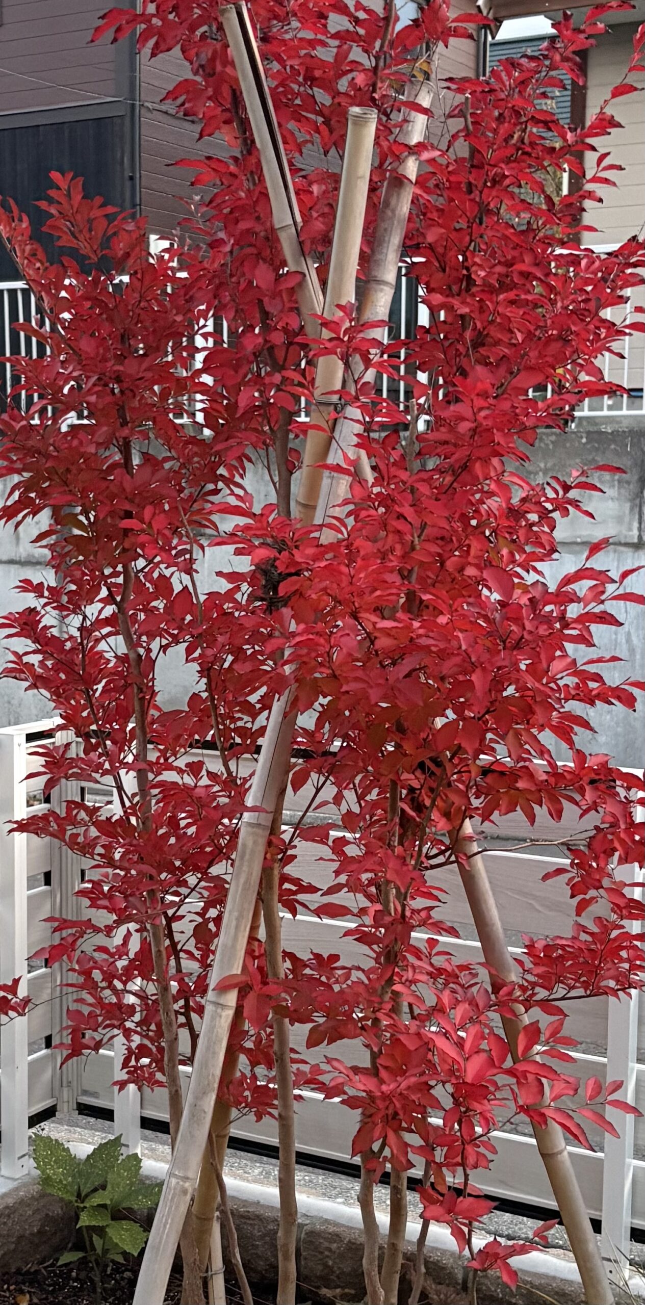 2年目の秋、鮮やかに紅葉したヒメシャラ