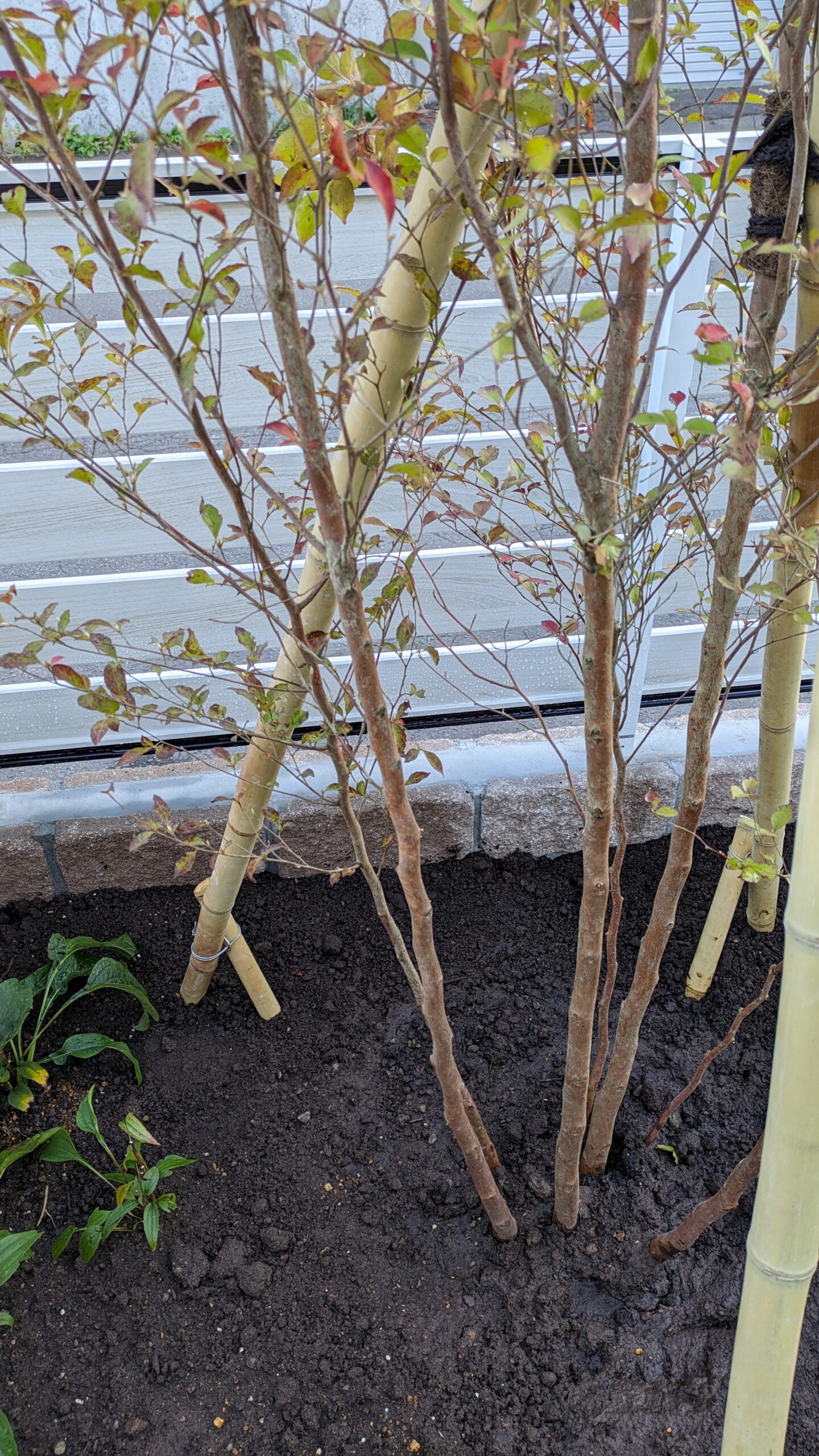 2023年秋、植え付け直後のヒメシャラ株立ち