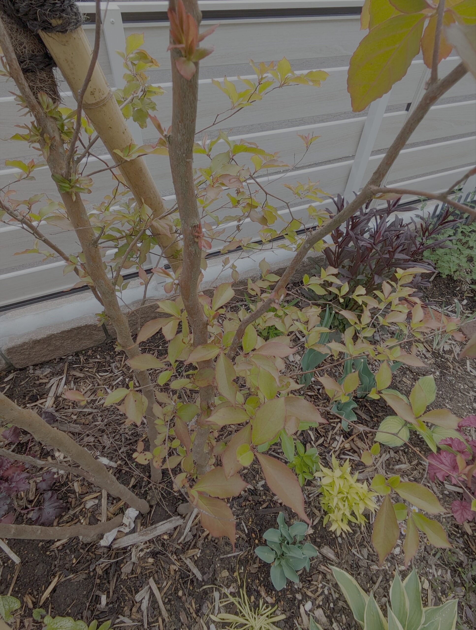 2024年 ヒメシャラ株元のレイアウト。ホスタなどの植物で地面を覆っています