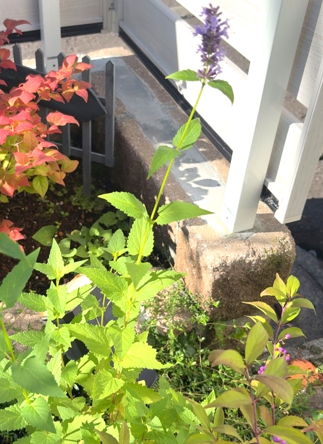 アガスターシェ ブラックアダーの暗紫の花穂