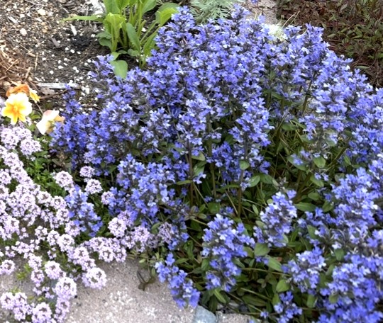 アジュガ チョコレートチップの銅葉と紫花