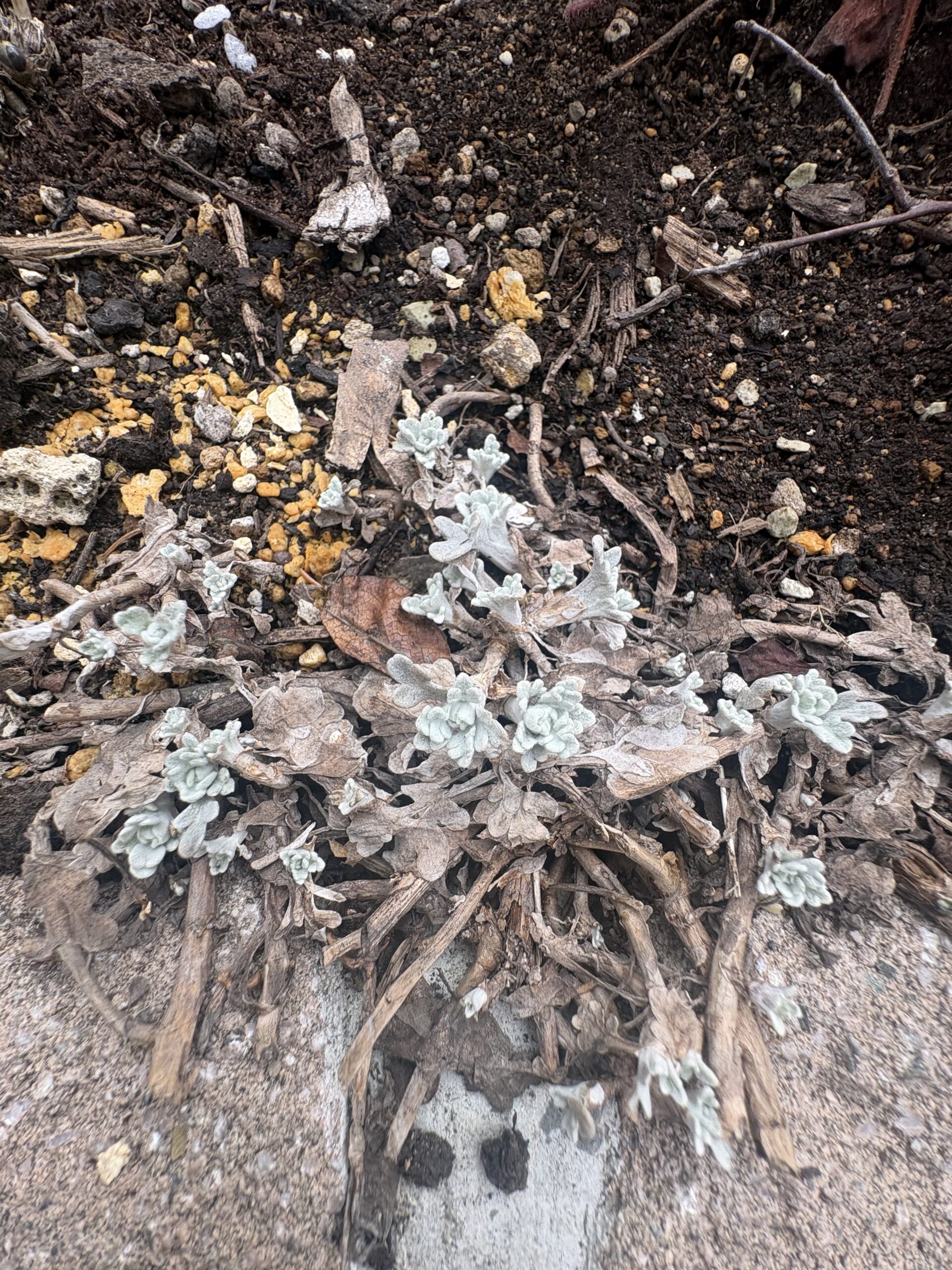 銀色の新芽が出てきたアルテミシア・モリストレイン