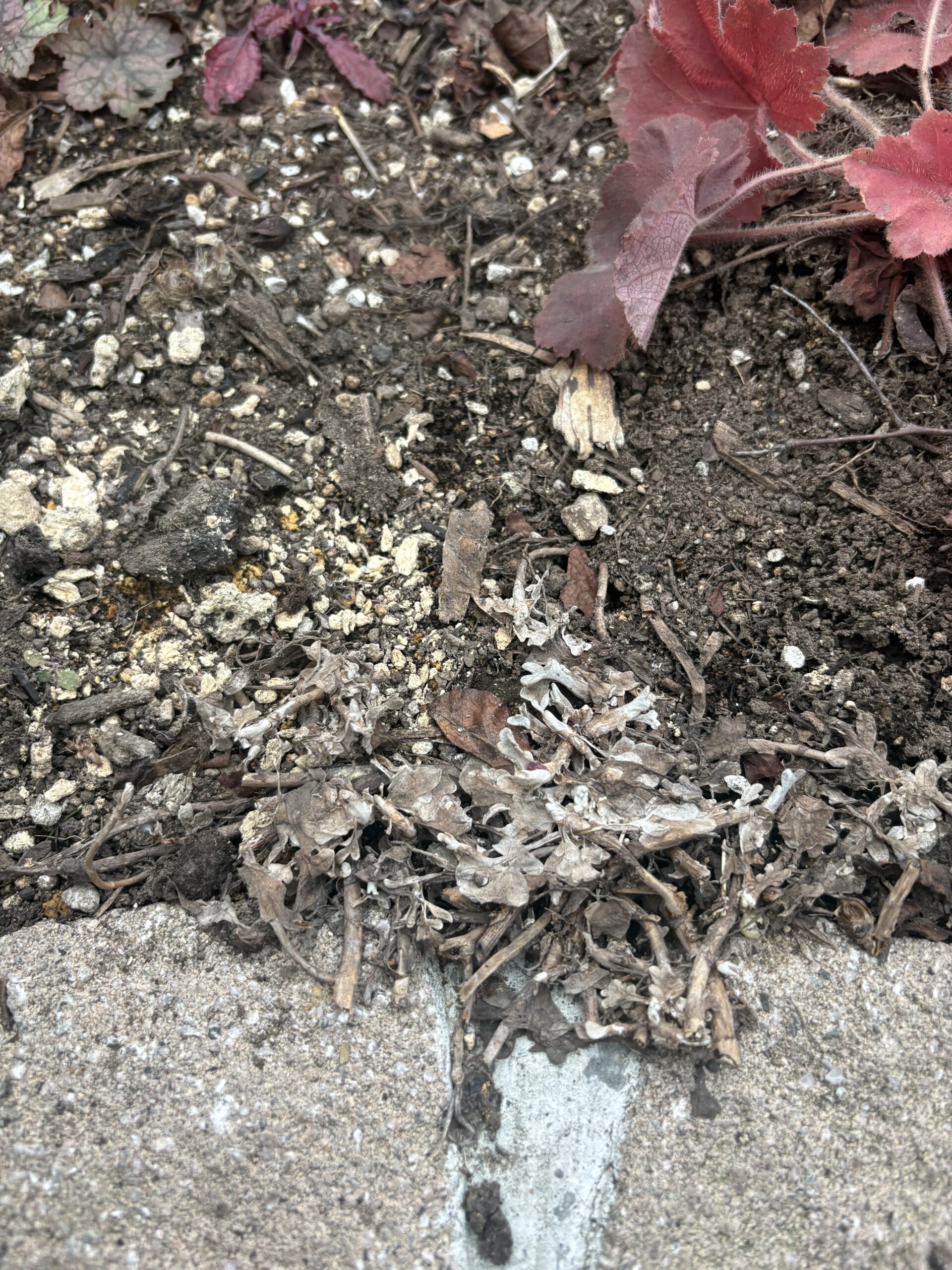 雪解け直後、枯れ枝のように見えるアルテミシア・モリストレイン