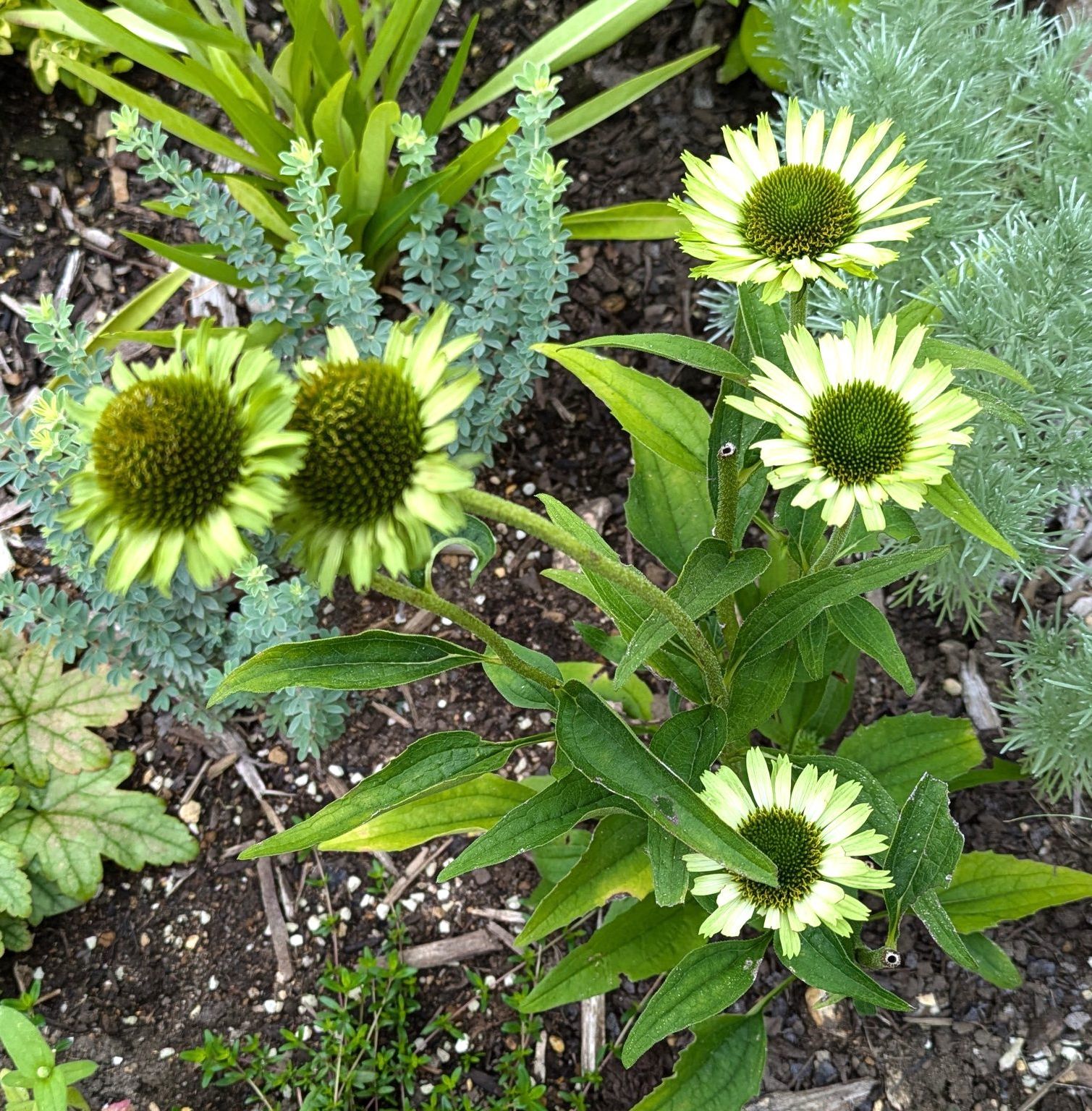 8月の庭のエキナセア グリーンジュエル