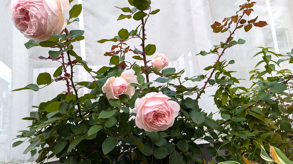 秋に満開になったメルヘン・ツァウバー