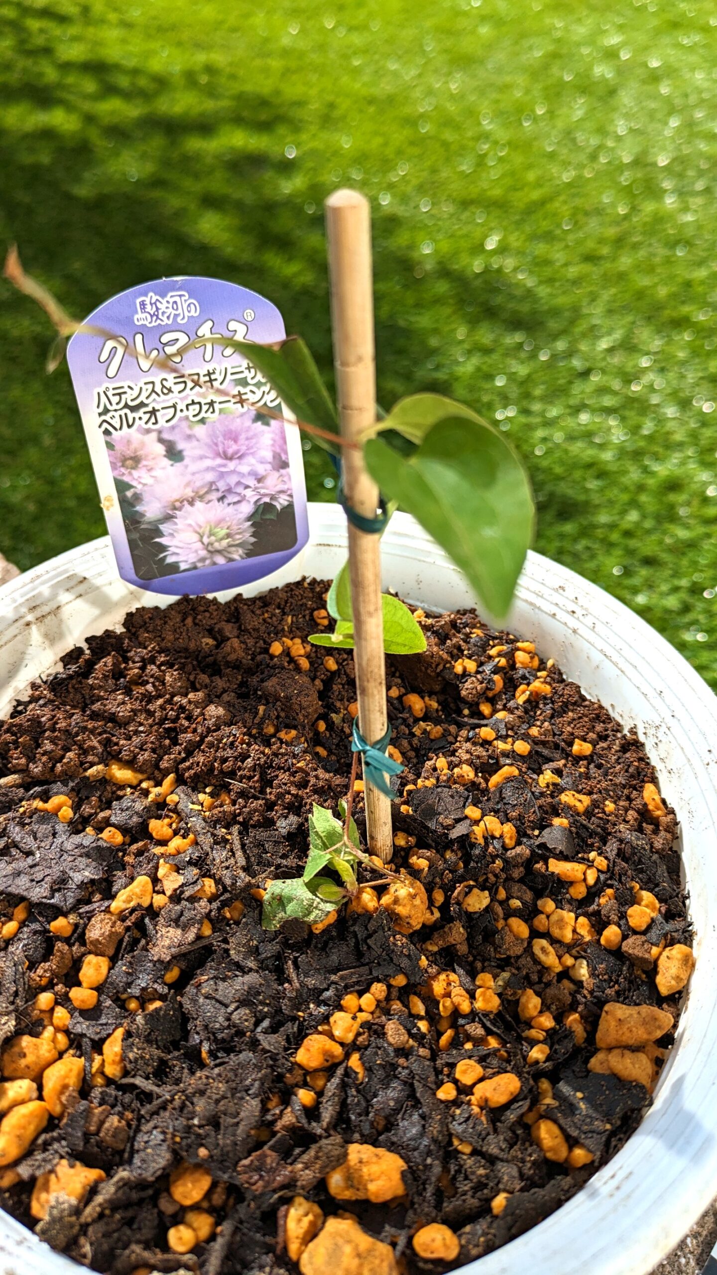 ベルオブウォーキング購入時の苗 2023年10月