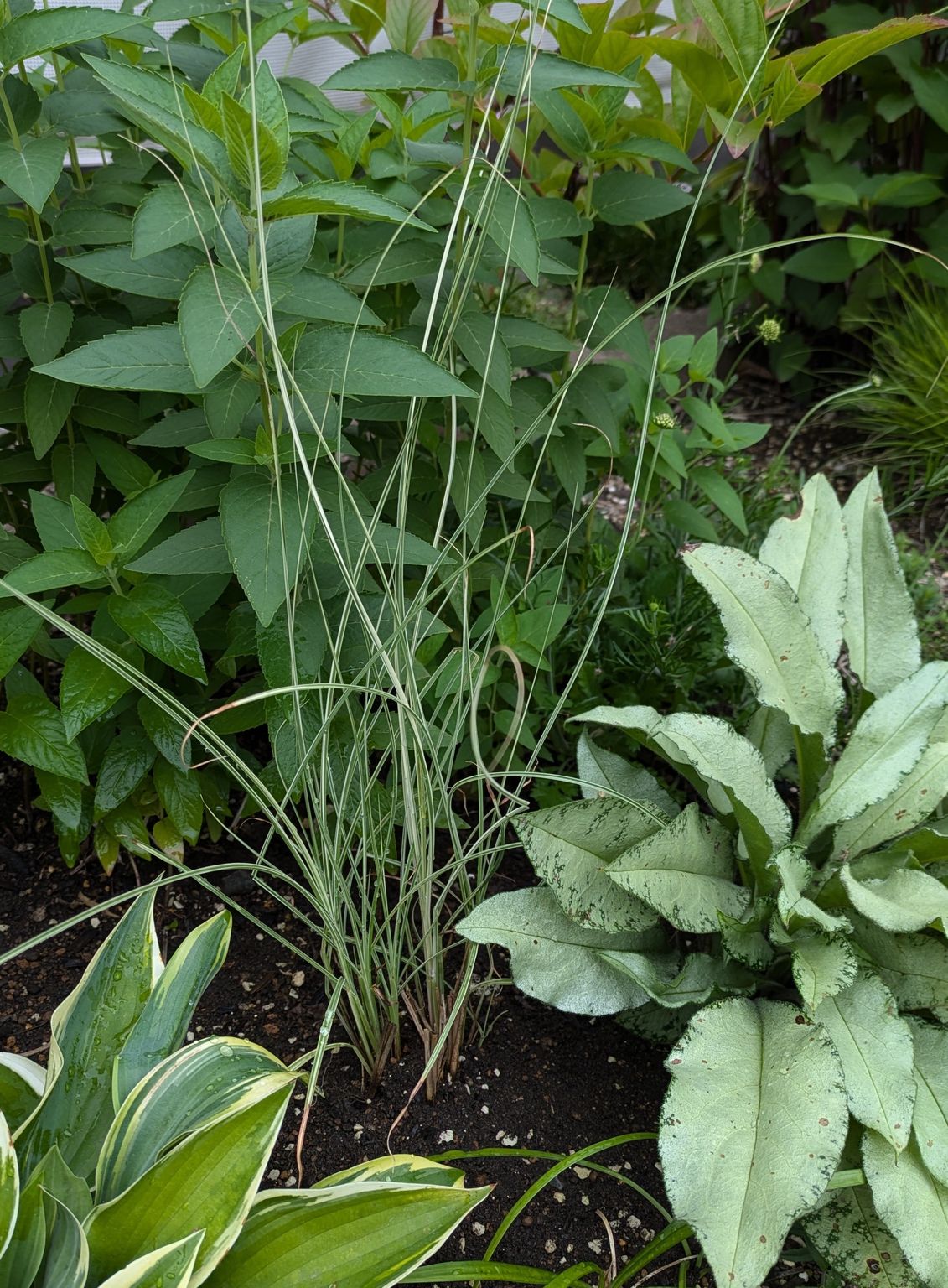 ミスカンサス モーニングライトを軸にした配植