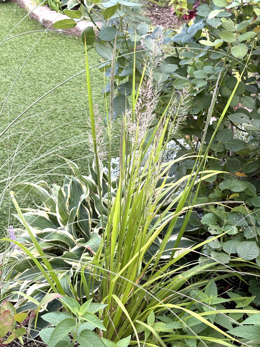 カラマグロスティス ブラキトリカの立ち上がる穂