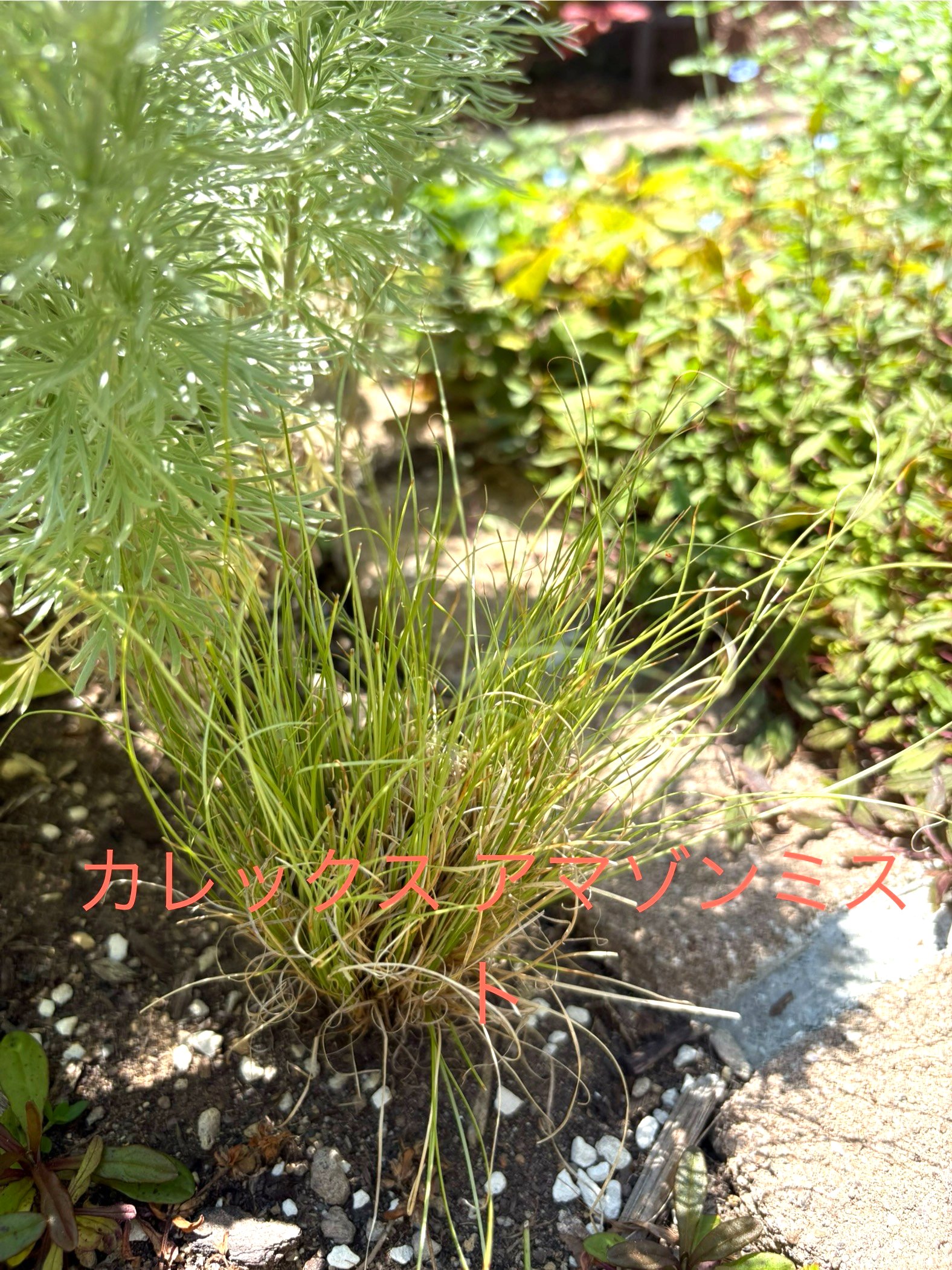 カレックス アマゾンミストの霧のような繊細な葉