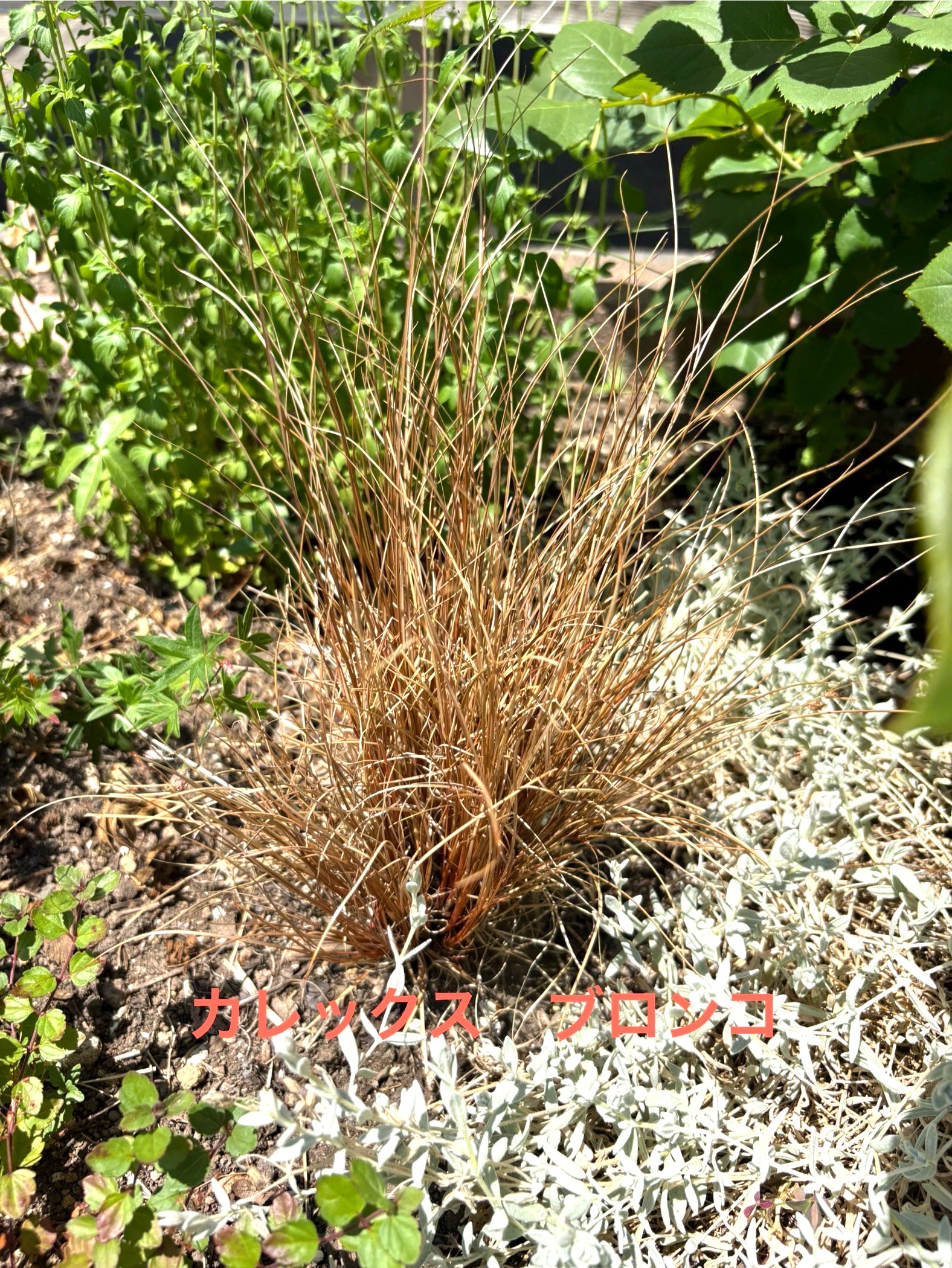 カレックス ブロンコの銅色の細葉