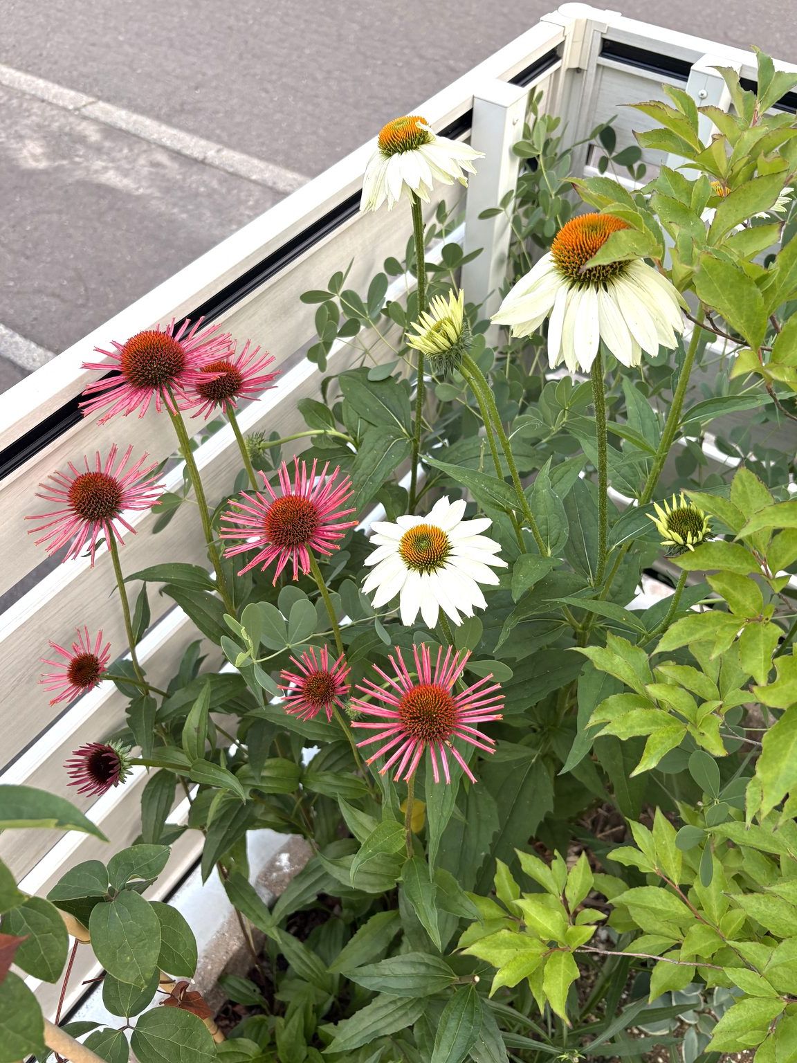 エキナセア（ピンクと白の品種）