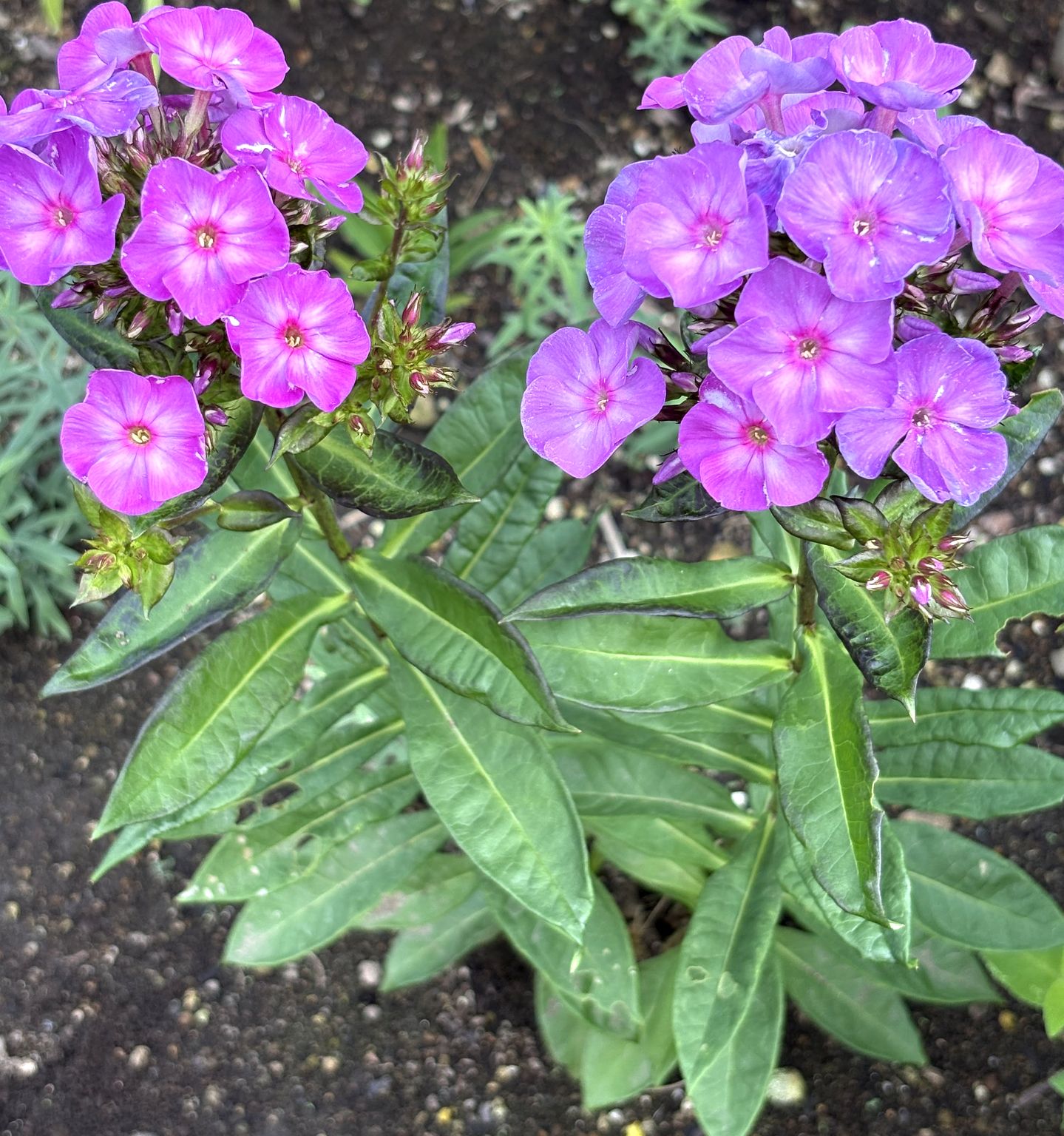 宿根フロックスの花