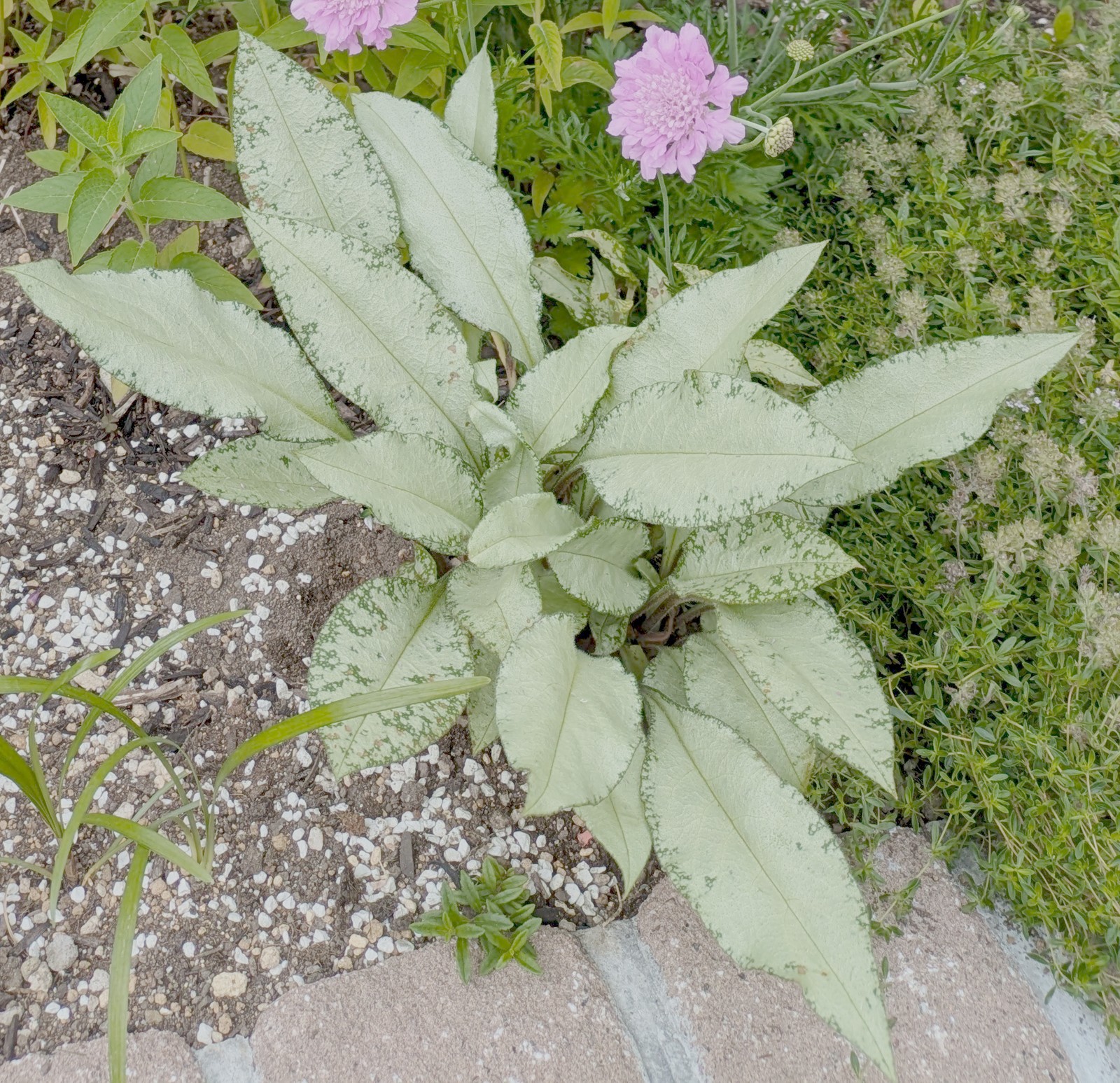 プルモナリア ダイアナクレアの花と斑入り葉