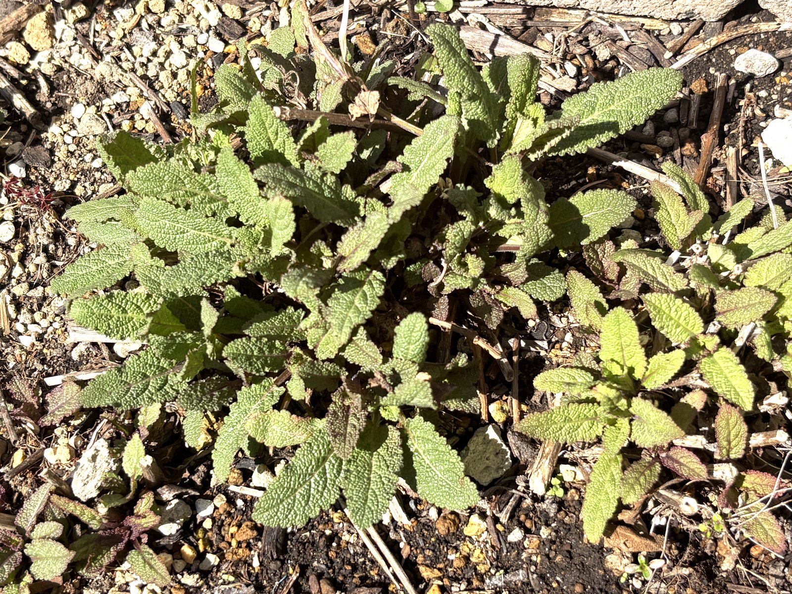 サルビアの新芽