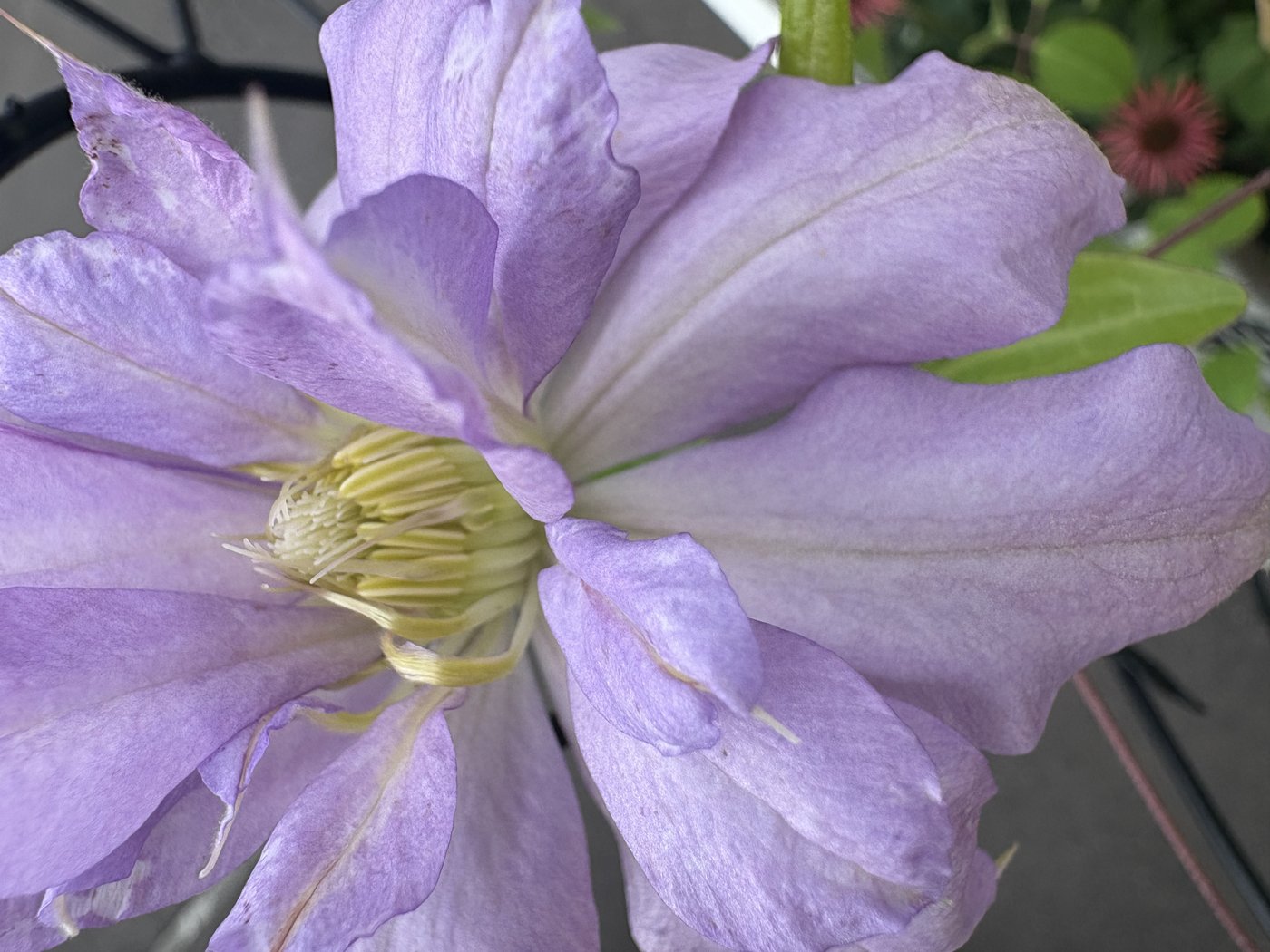 ベルオブウォーキング花弁アップ