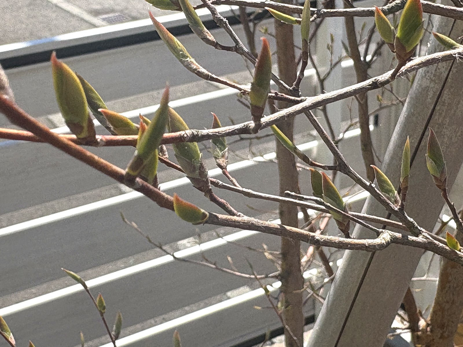 ヒメシャラの葉芽が膨らむ