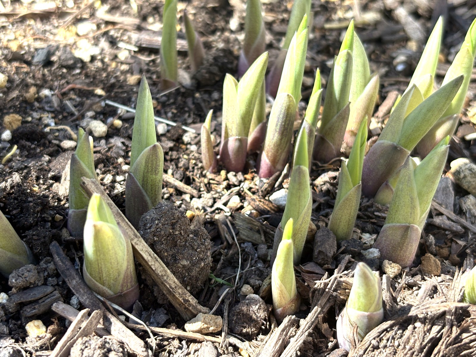 ホスタ・ウルバリーンの芽