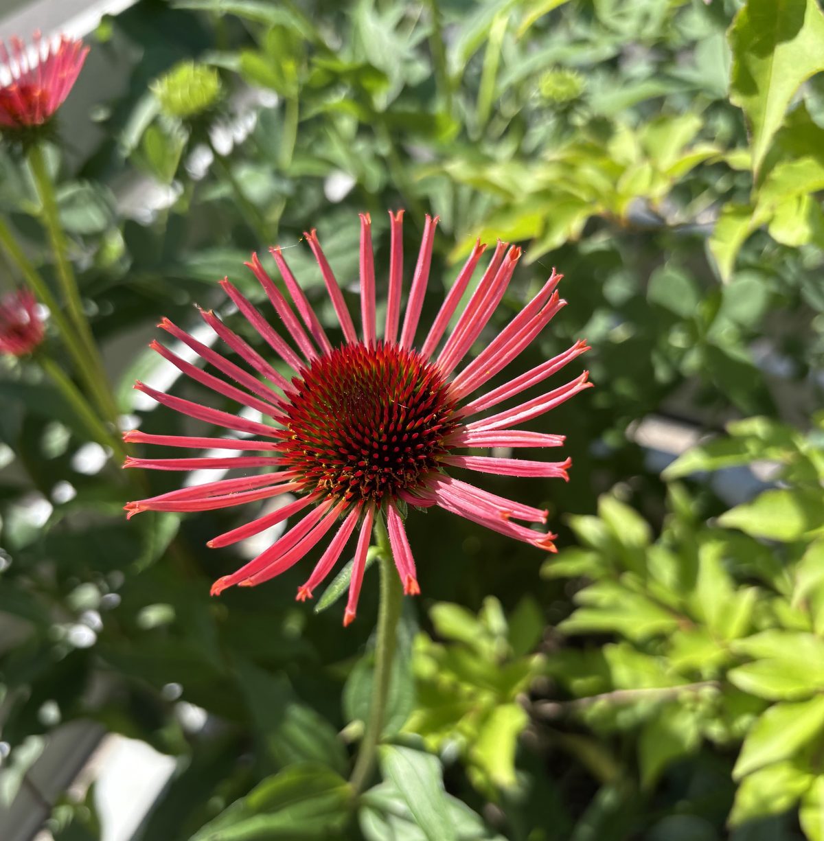 エキナセア オレンジスパイダーの花