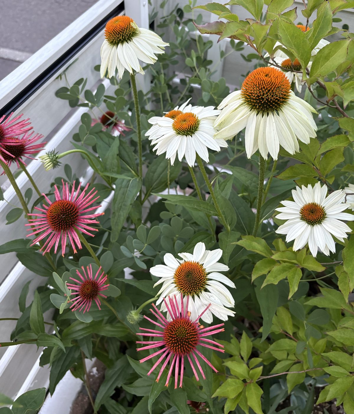 100センチ超えに育ったエキナセア