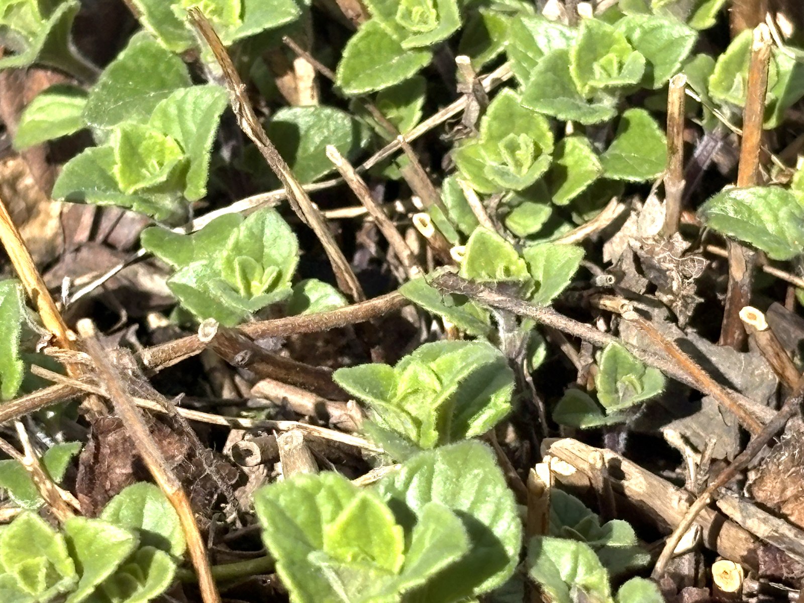 カラミンサの新芽