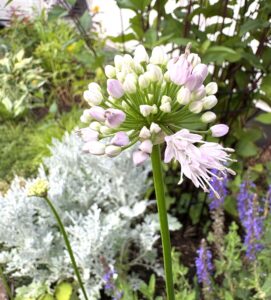 春から夏へリレーで咲き継ぐ宿根草の庭