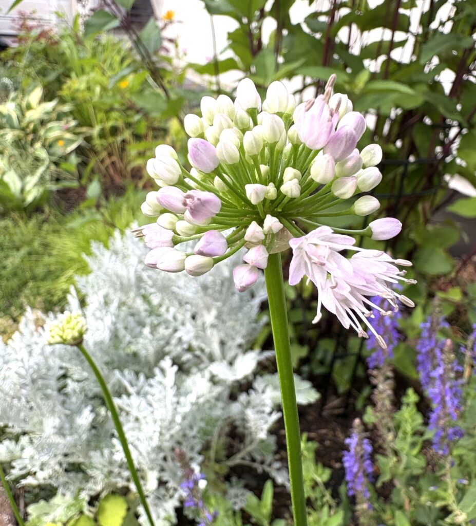 春から夏へリレーで咲き継ぐ宿根草の庭