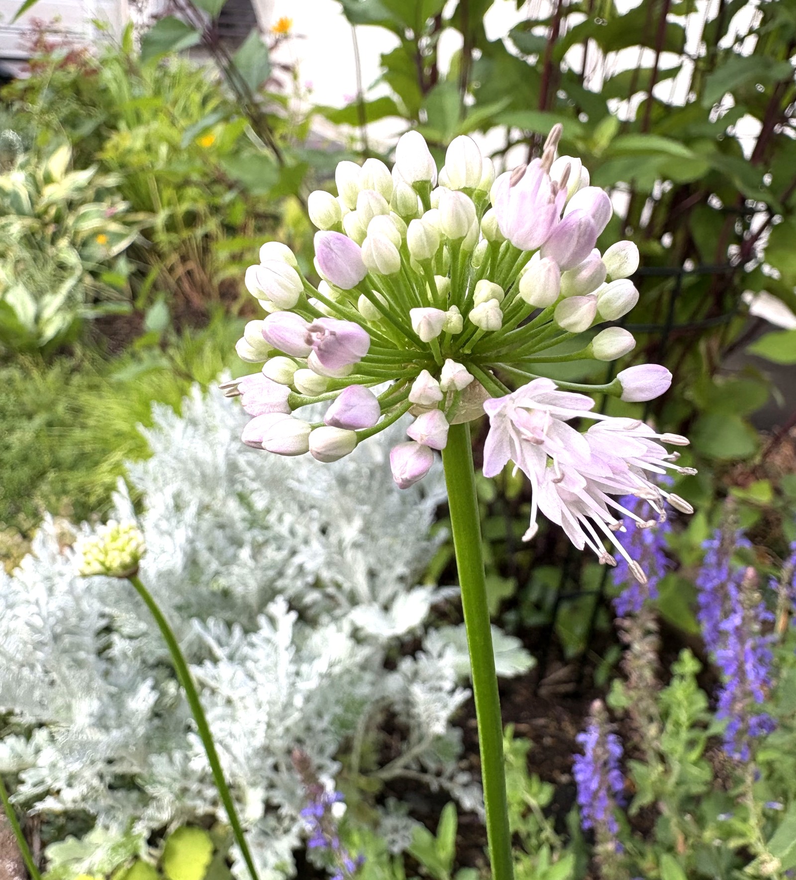 春から夏へリレーで咲き継ぐ宿根草の庭