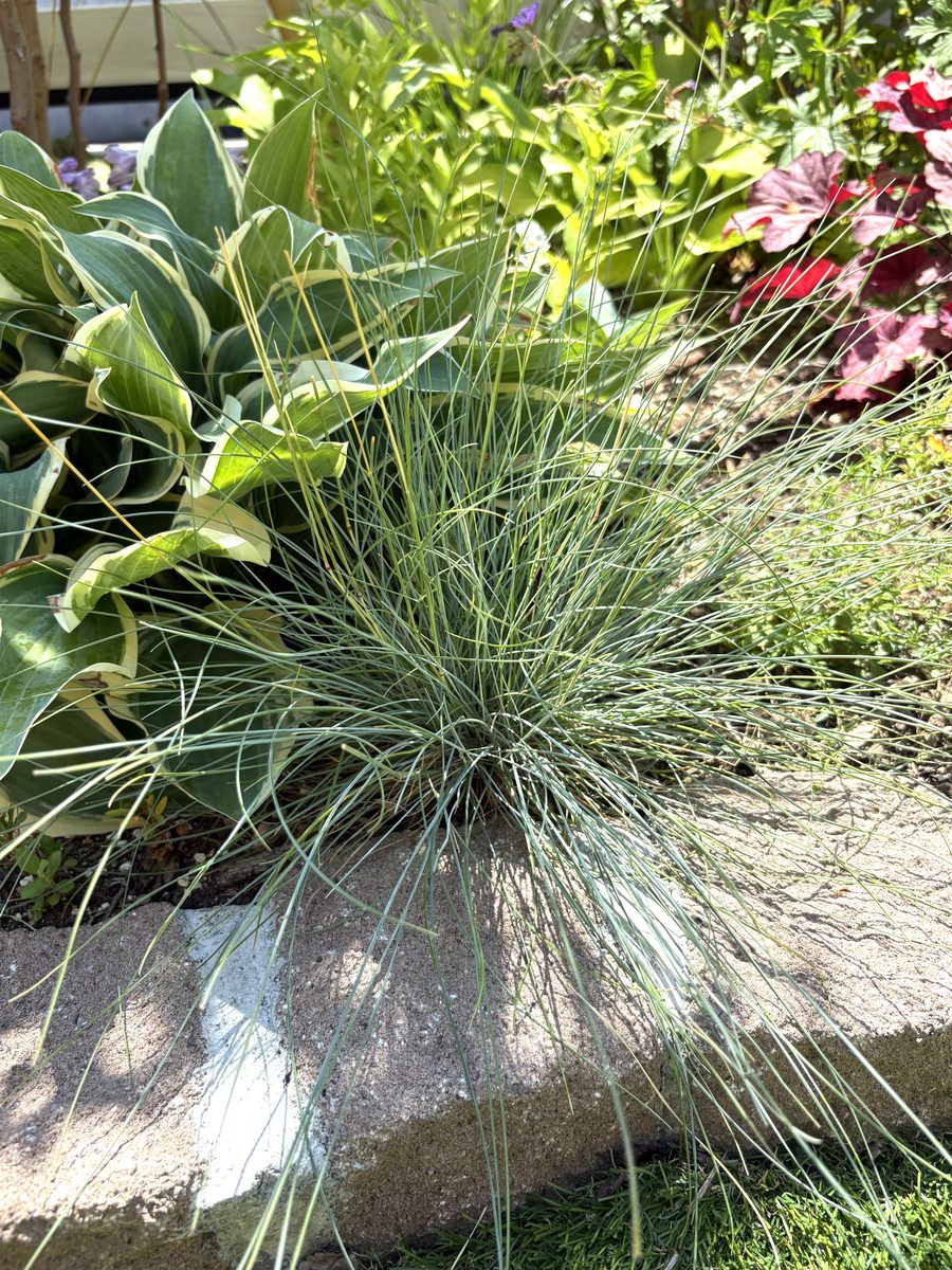 フェスツカ グラウカの青緑の細葉とレンガの縁石