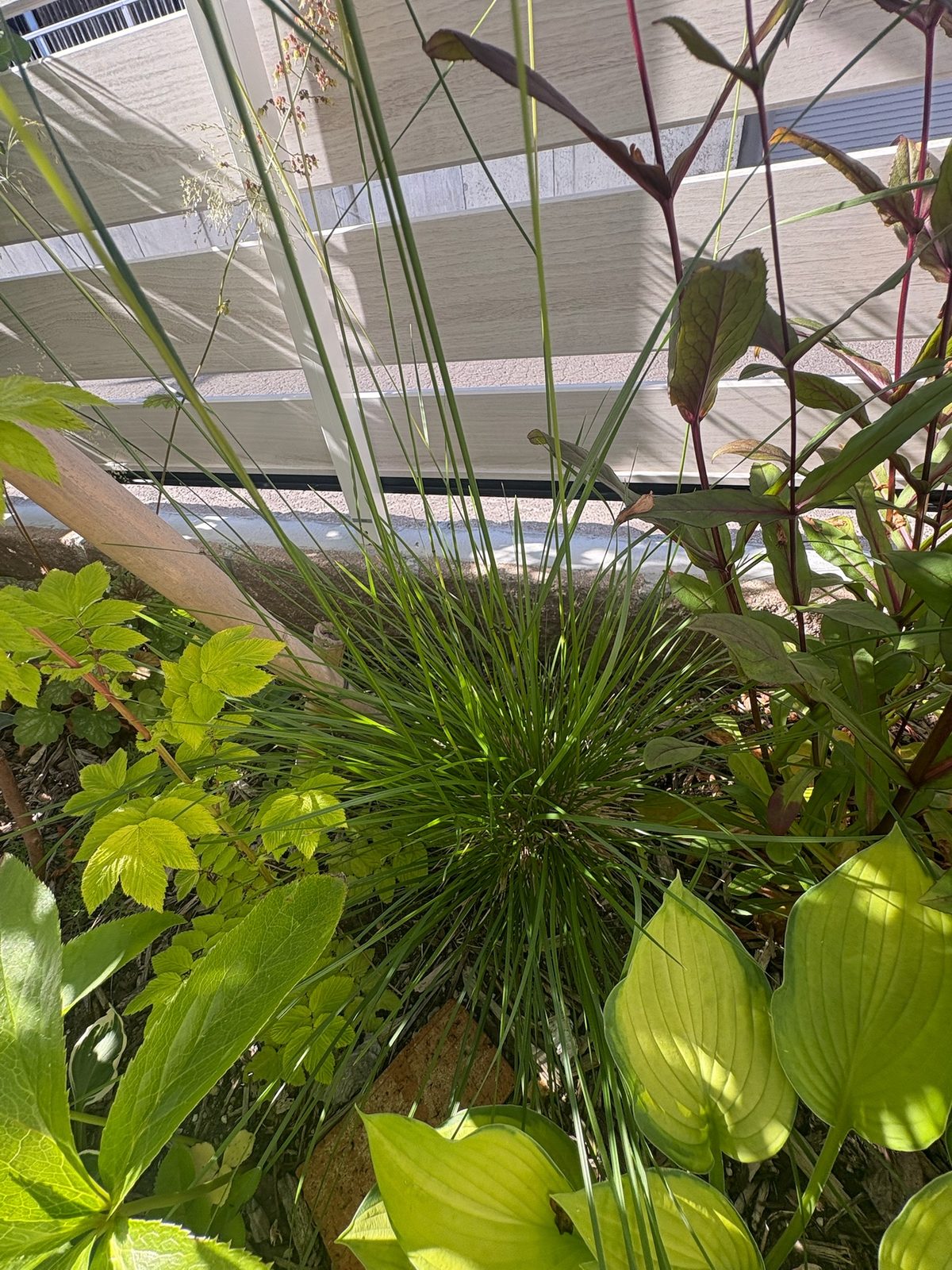 デスカンプシア ゴールドタウとホスタの組み合わせ