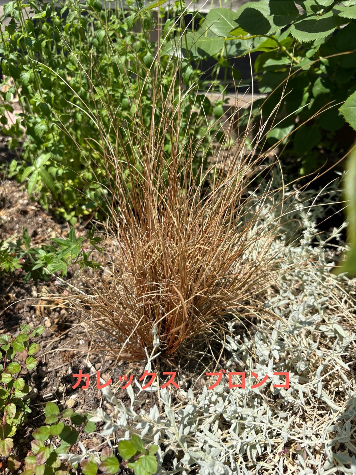 カレックス ブロンコとセラスチウムのコントラスト