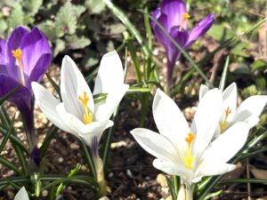 北海道4月のクロッカス