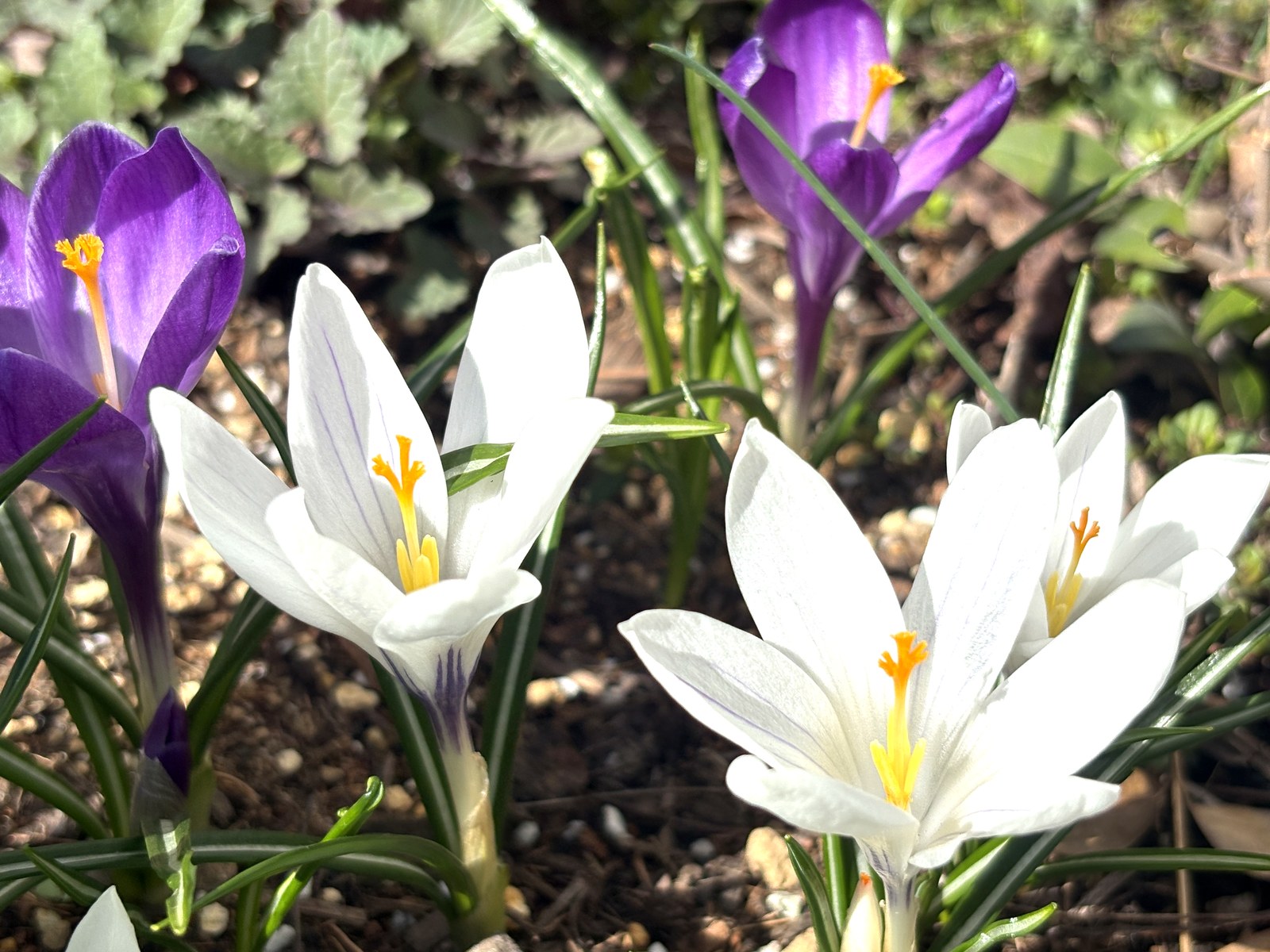 北海阓4月のクロッカス