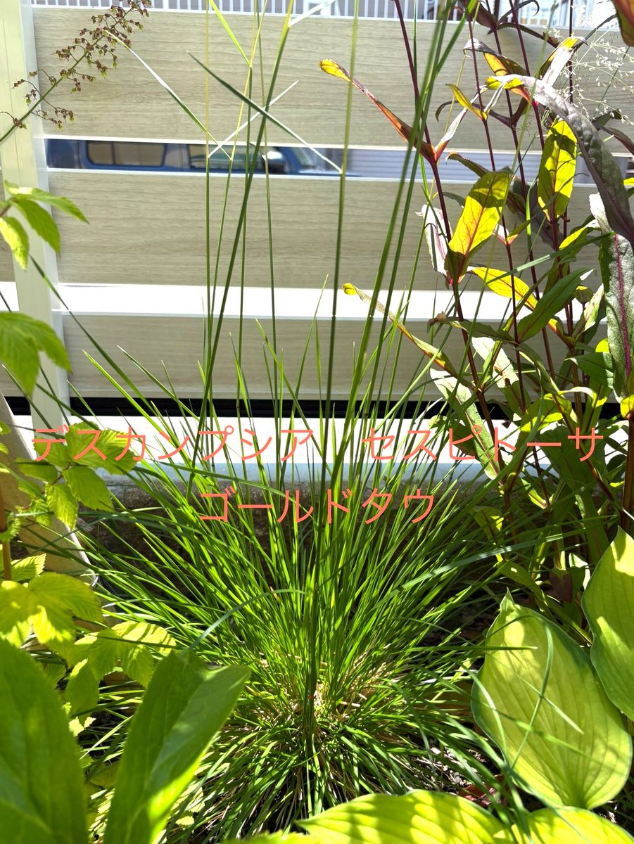 デスカンプシア セスピトーサ ゴールドタウの株姿