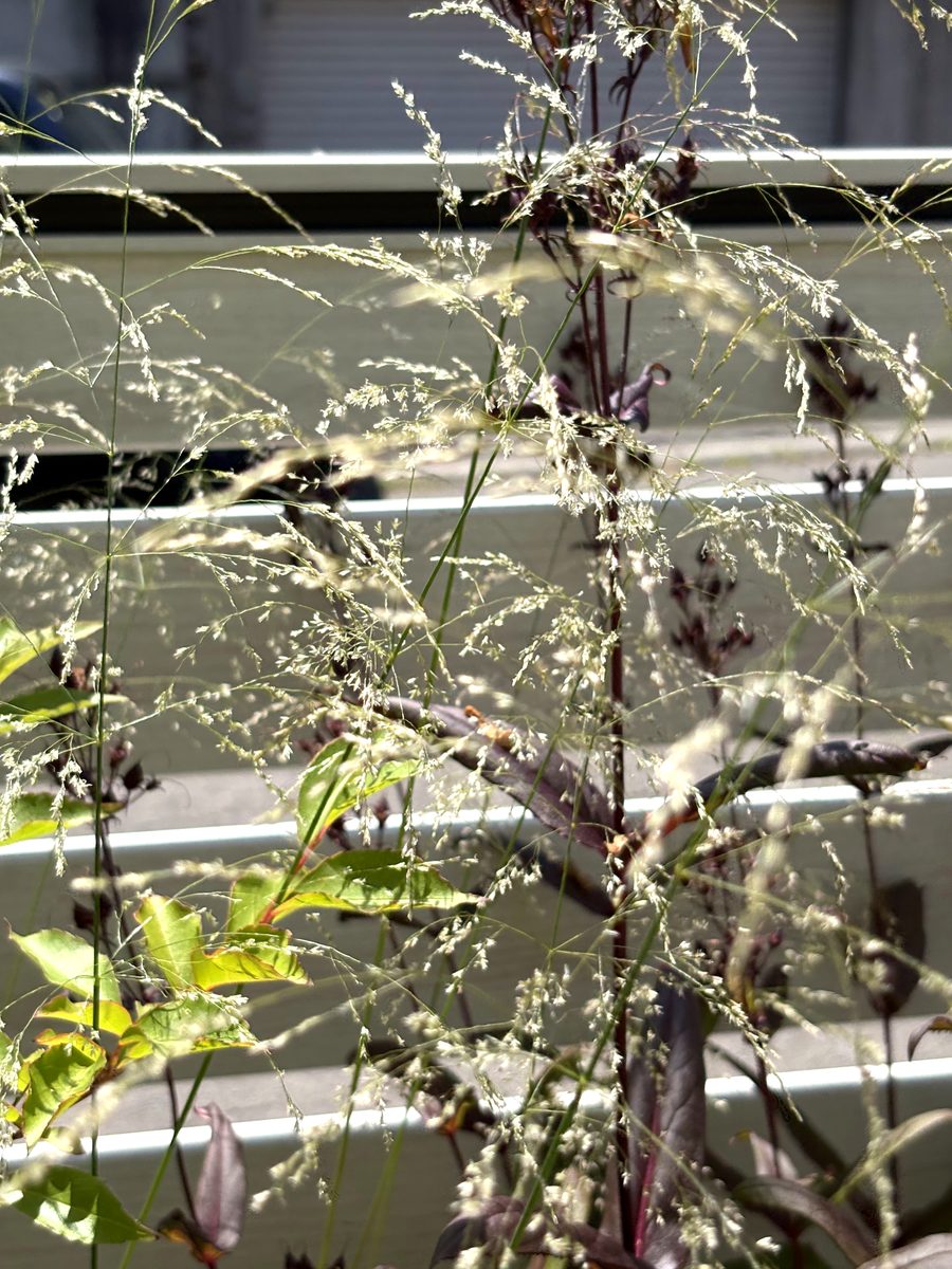 デスカンプシア セスピトーサ ゴールドタウの繊細な穂